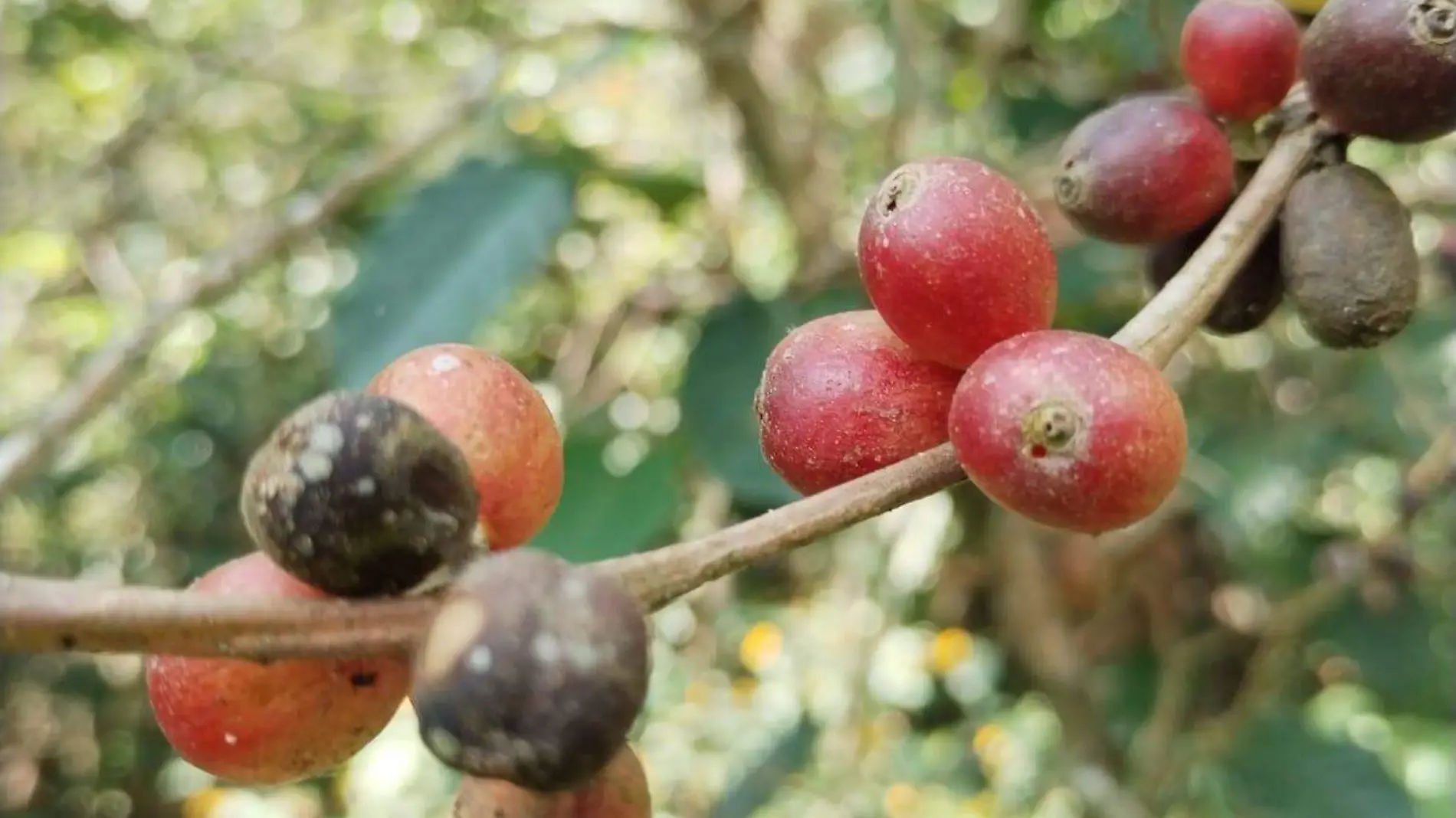 planta de café